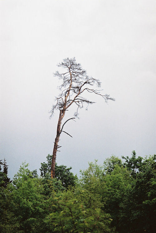 Suszka