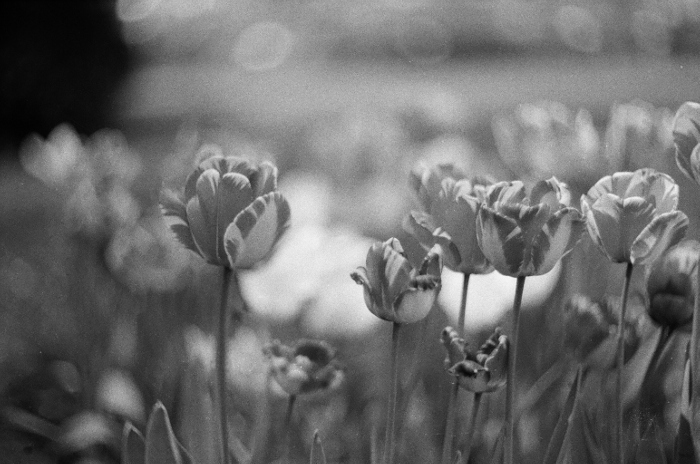 Wiosenne tulipany malowane