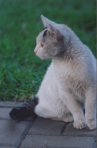 koteczek
