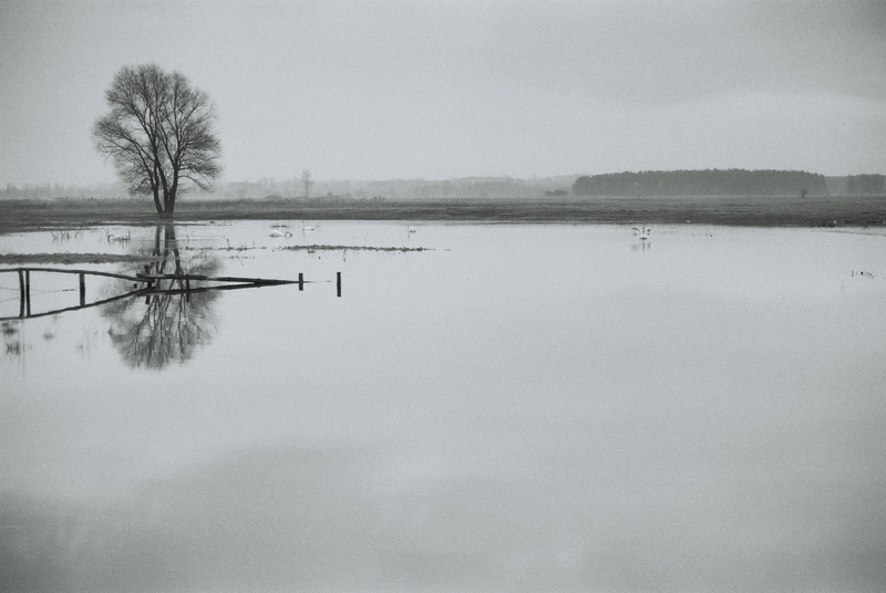 Narew