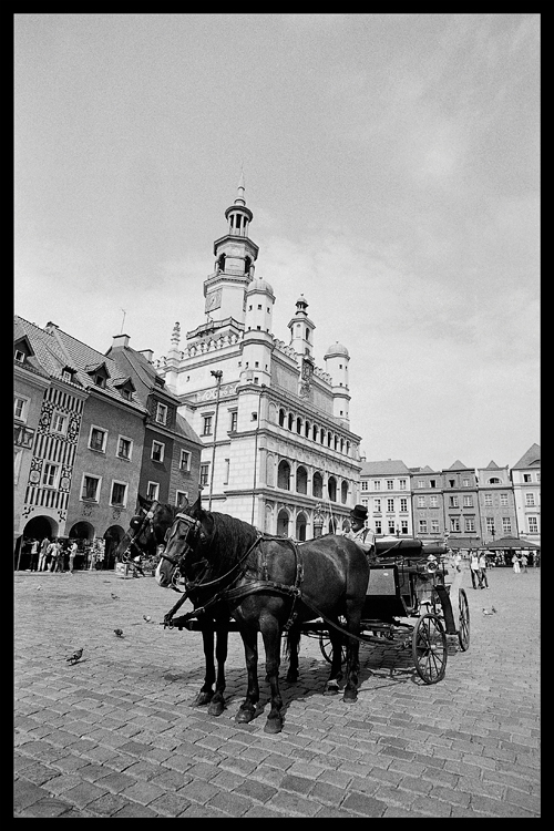 Poznańskie koniki