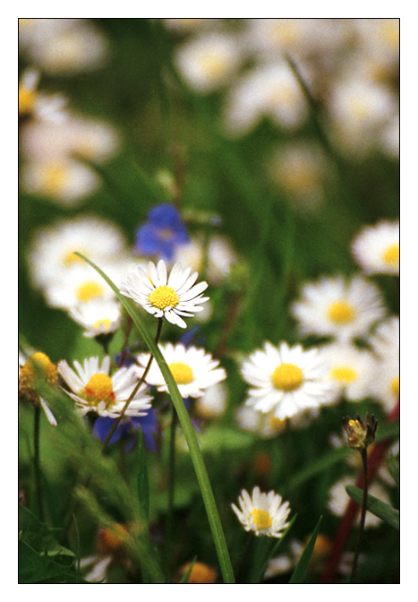 Whitness