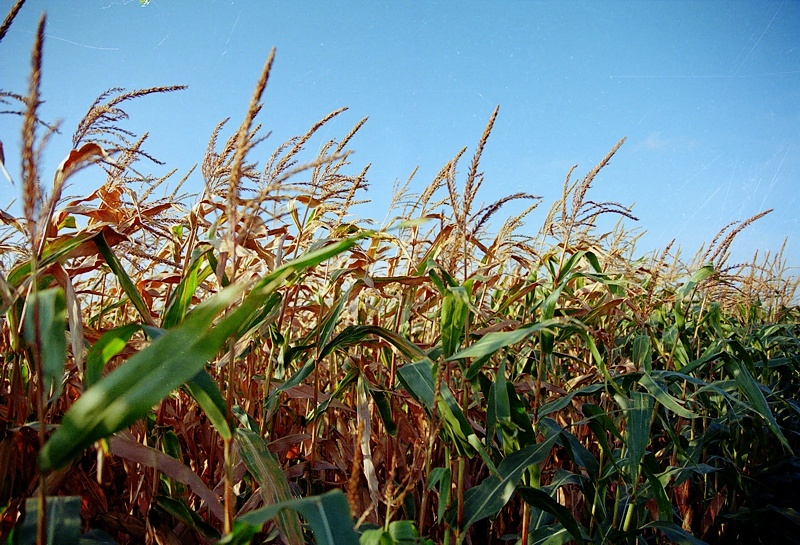 Corn Flakes.