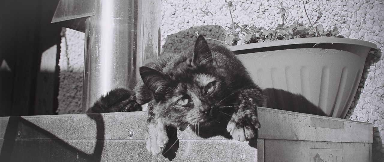 kotek