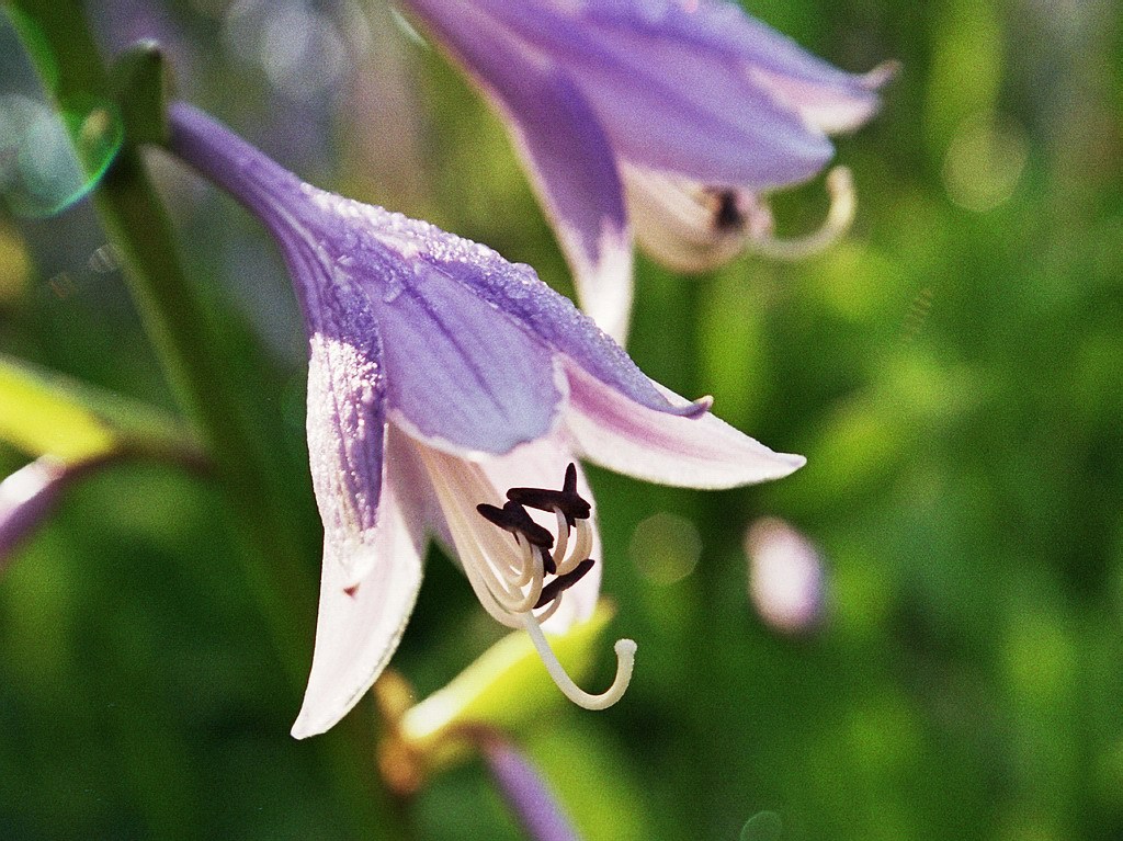Fioletowy