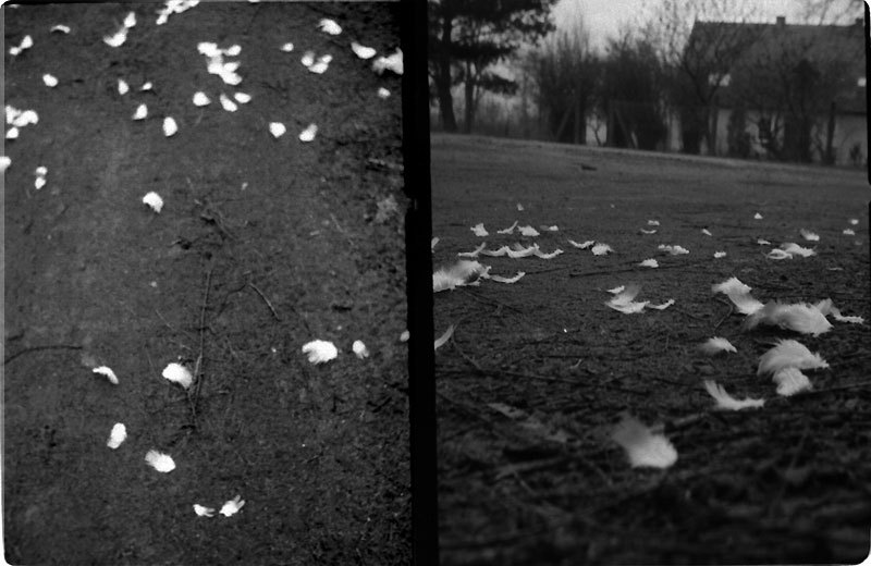 w drodze do domu napotkałam piórek parę