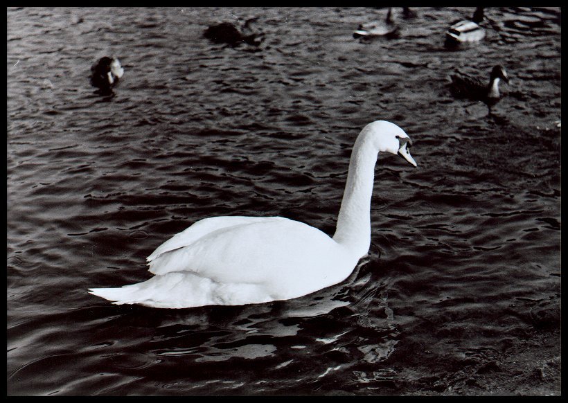 Swan