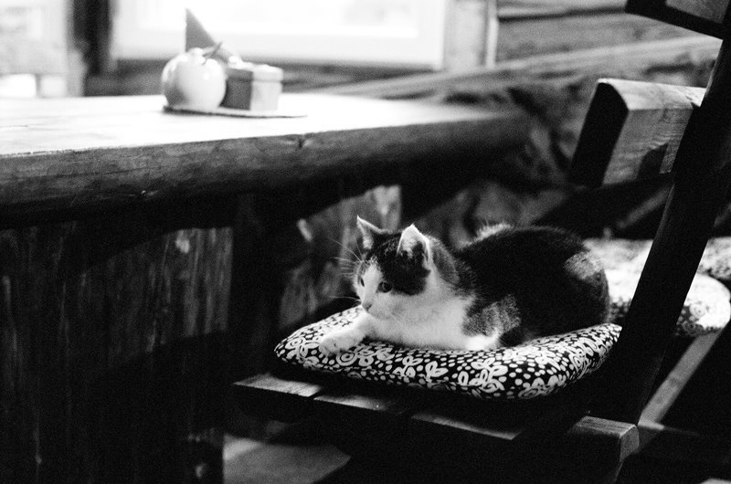 Kot, który połknął obcęgi