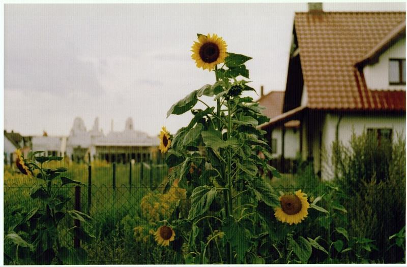 Rosnę sobie