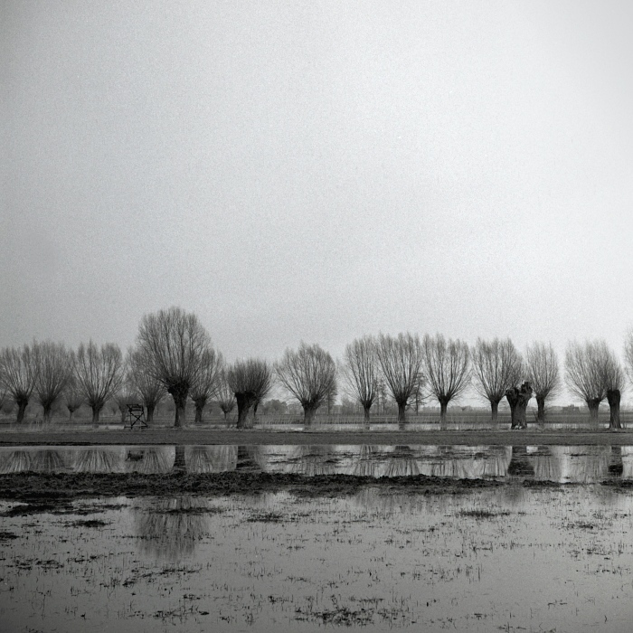 Rozlewiska z wierzbami