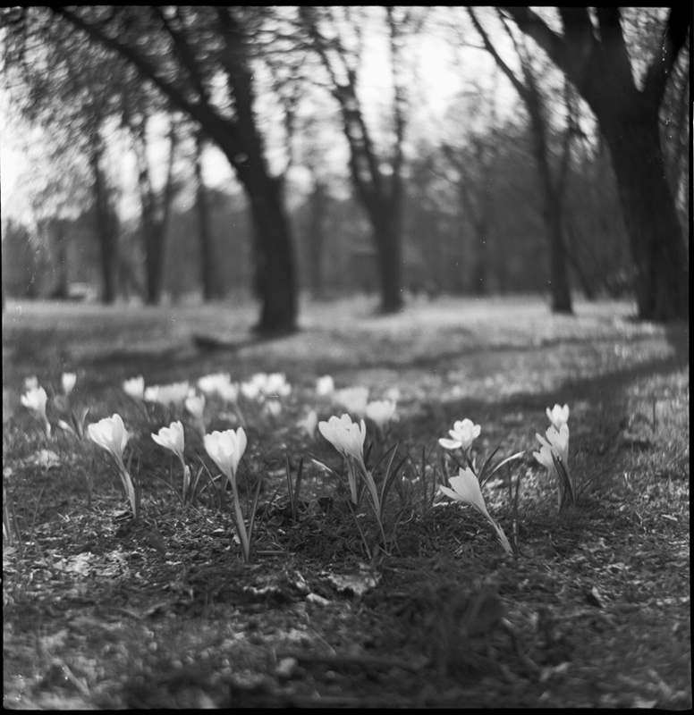 zakręcony świat wiosennie