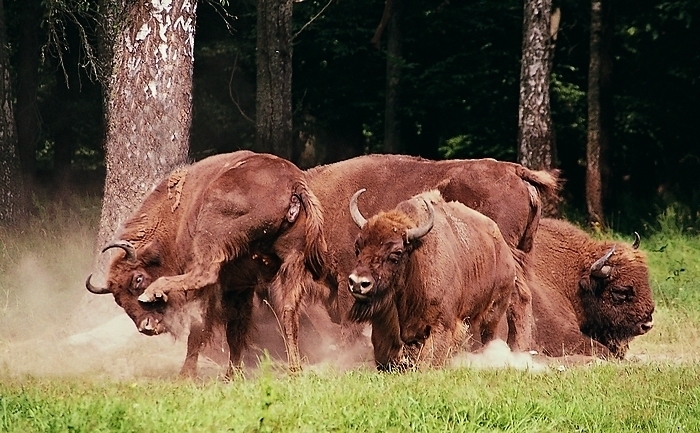 Żuberki