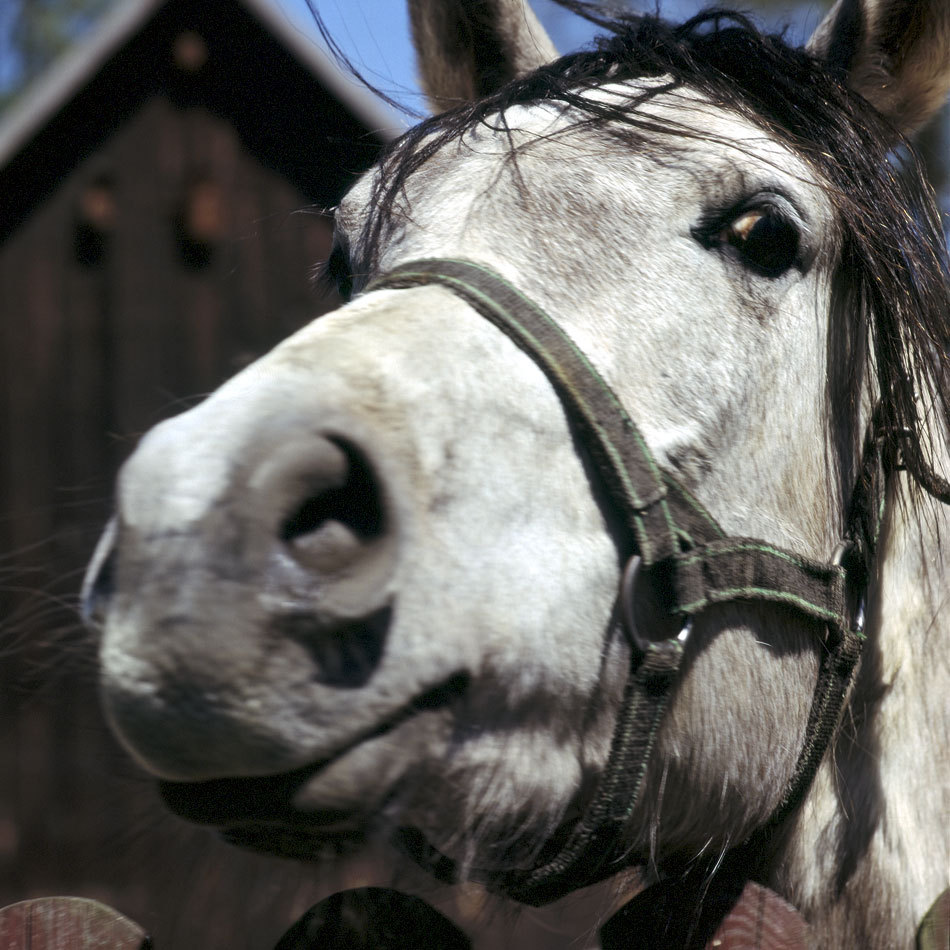 Jaki jest? Ciekawski :)
