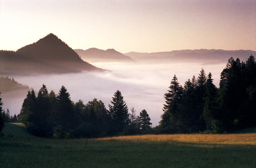 Z polewą pienińską