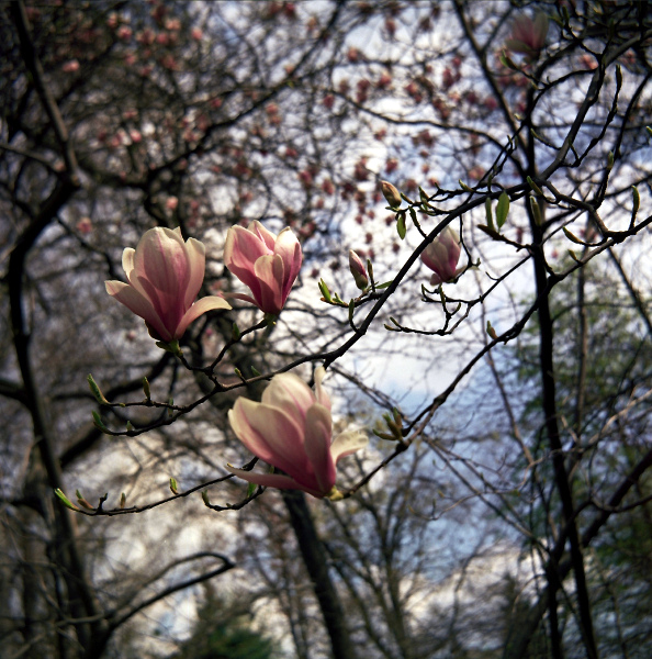 w cieniu magnolii