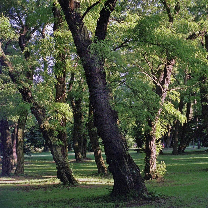 Akacjowy park