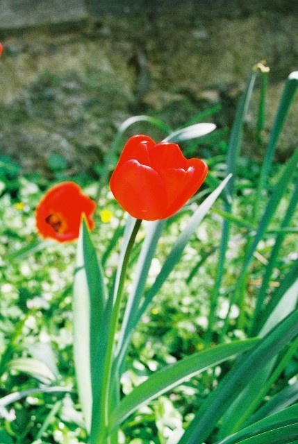 tulipany