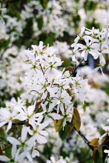 flowers :)