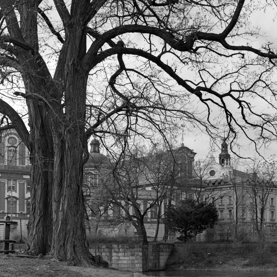 trochę drzewnianego bałaganu