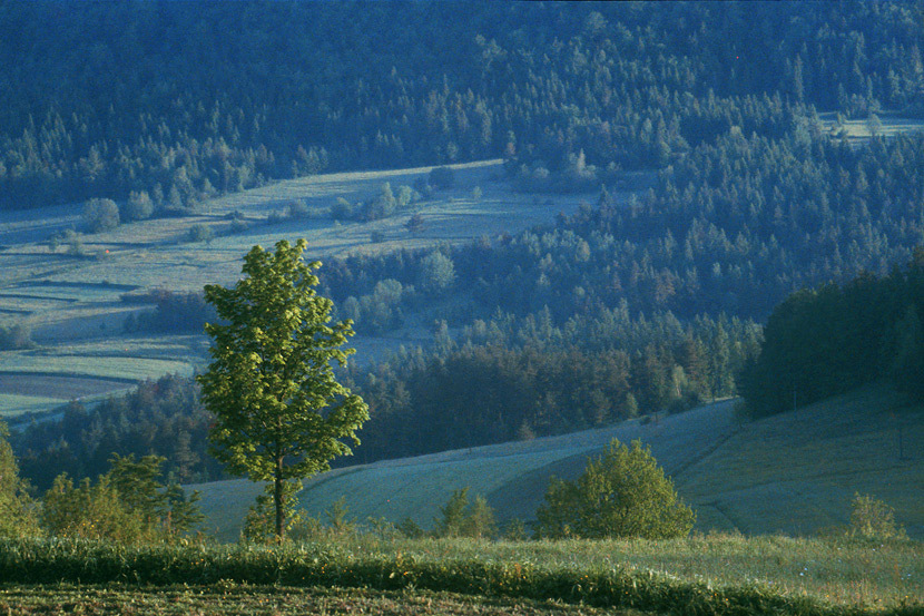 W Beskidzie Wyspowym