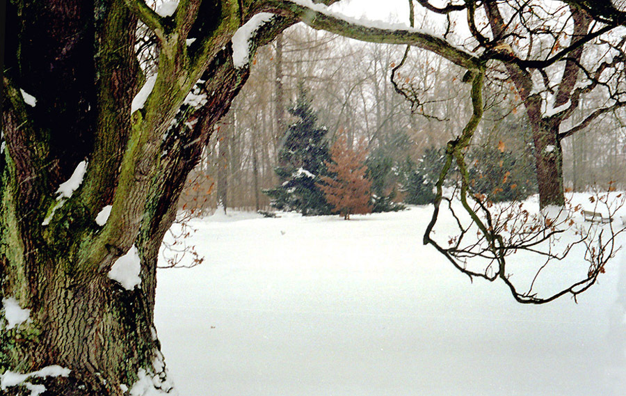 Wilanów, park