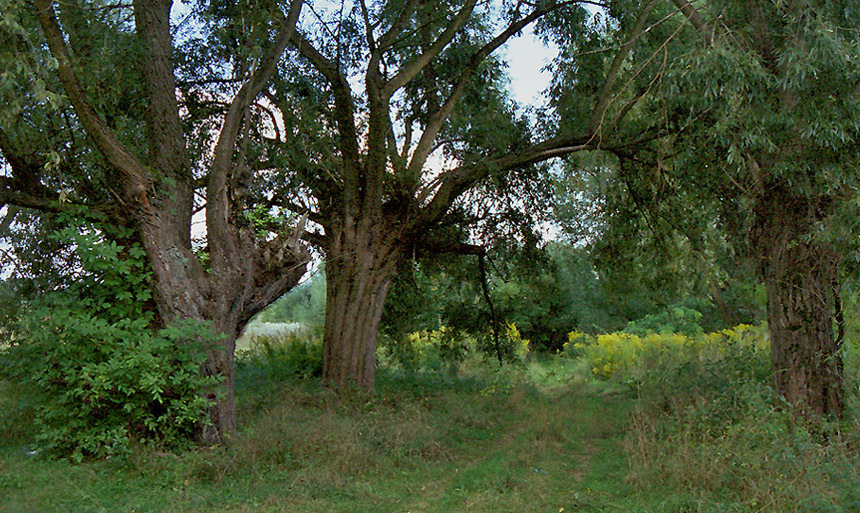 wierzby