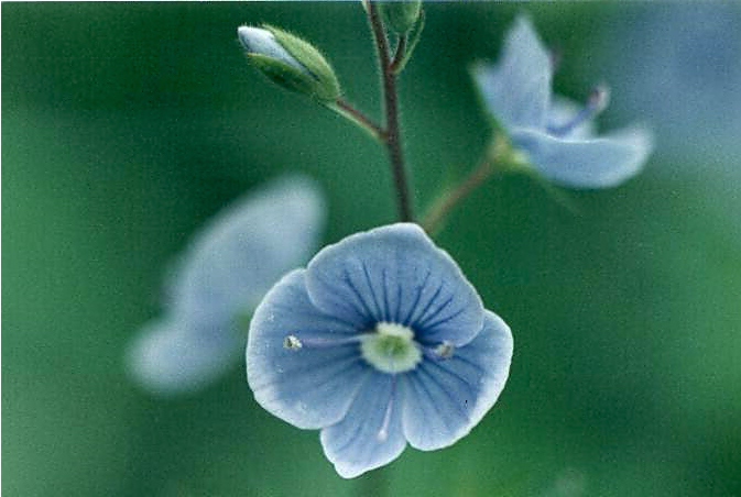 Kwiatuszek