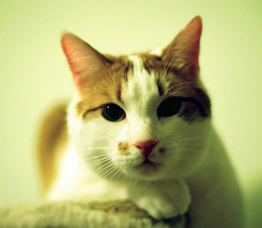 Portret zwierzęcia :-)