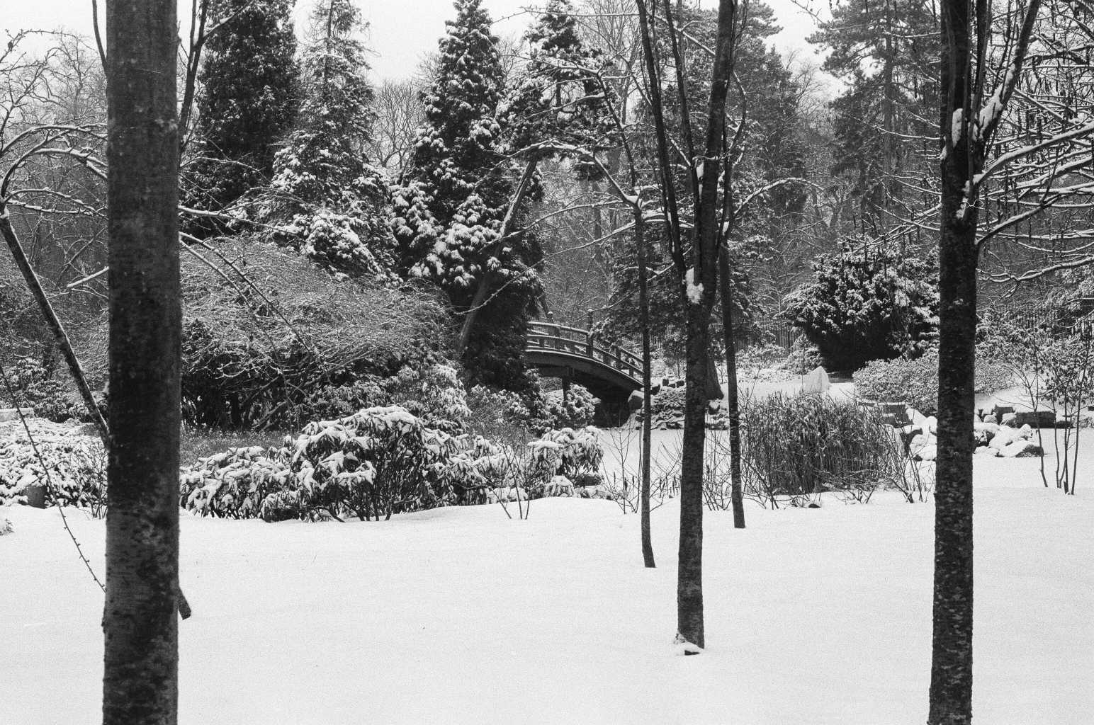 Ogród Japoński, Wrocław 2010