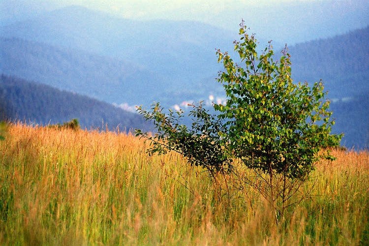 Gorce lipiec 2010