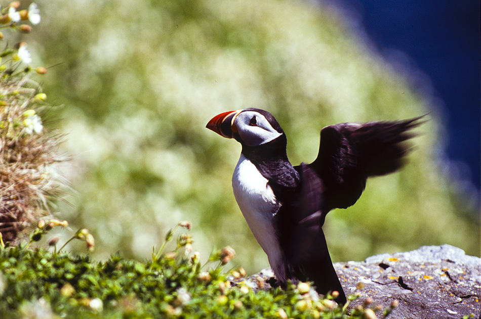 Maskonur - Puffins