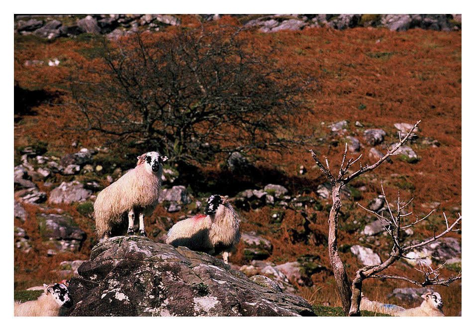 Tak to ja - Naczelny w stadzie