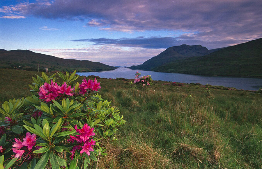 Poranek w Connemarze