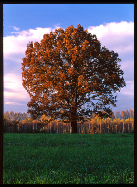 ostatnie słoneczne płomyki