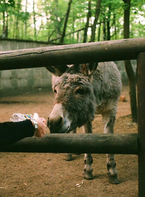 był sobie osiołek..