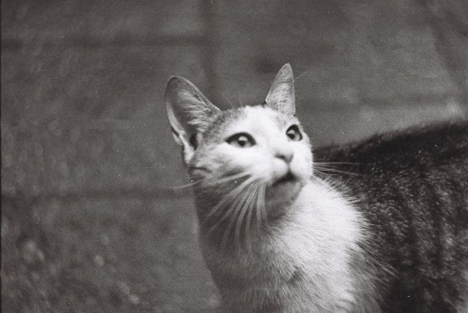 Bonifacy