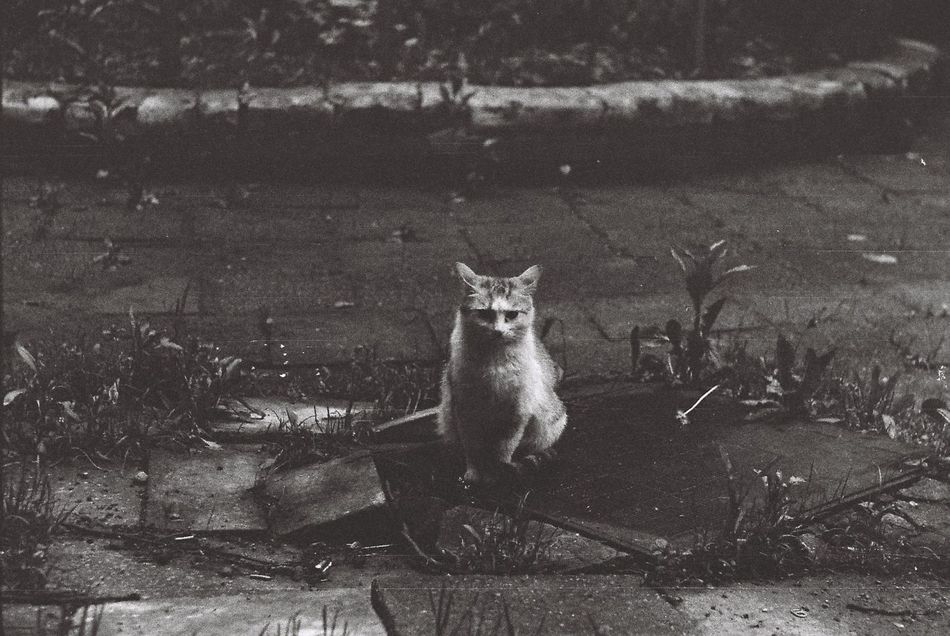 Bonifacy II