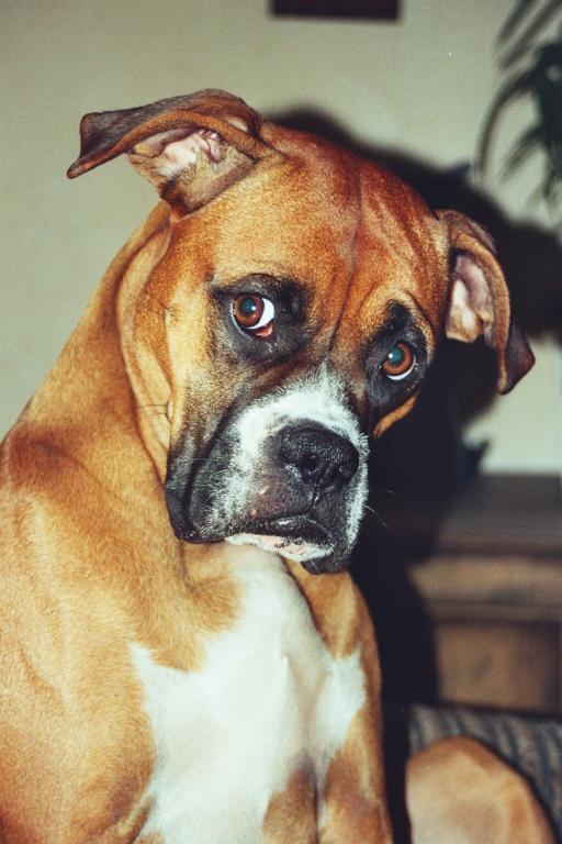 Ruda.