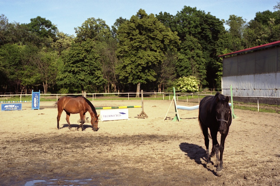 obrazki ze stajni podmiejskiej