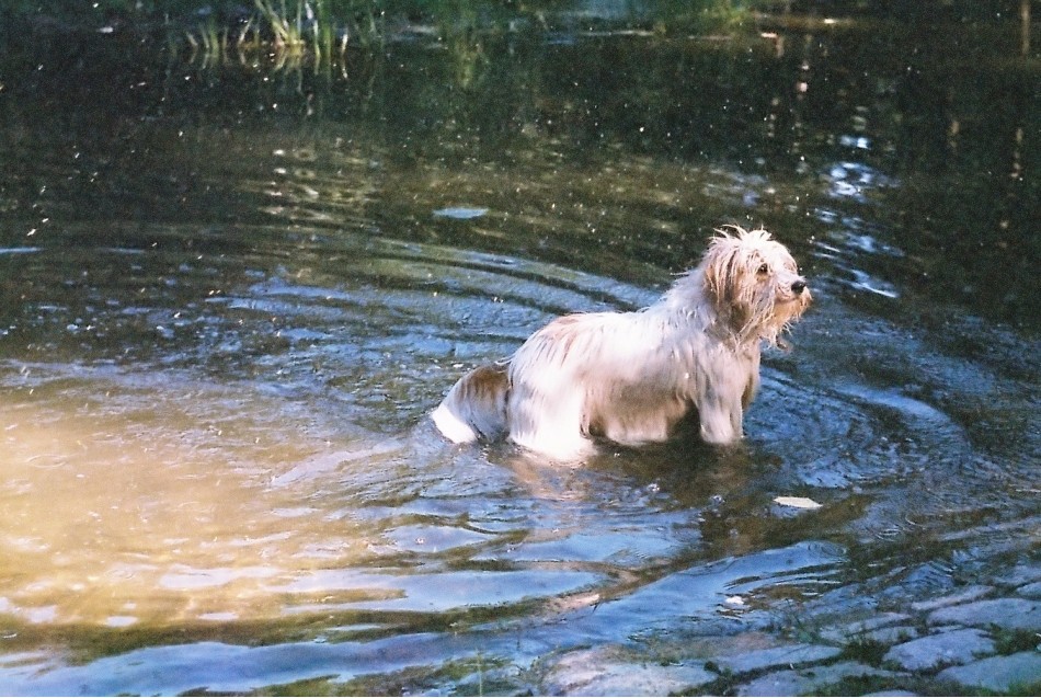 przypadkowy model 1