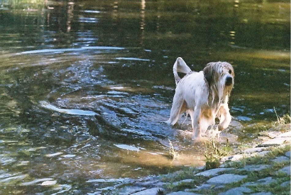 przypadkowy model 2
