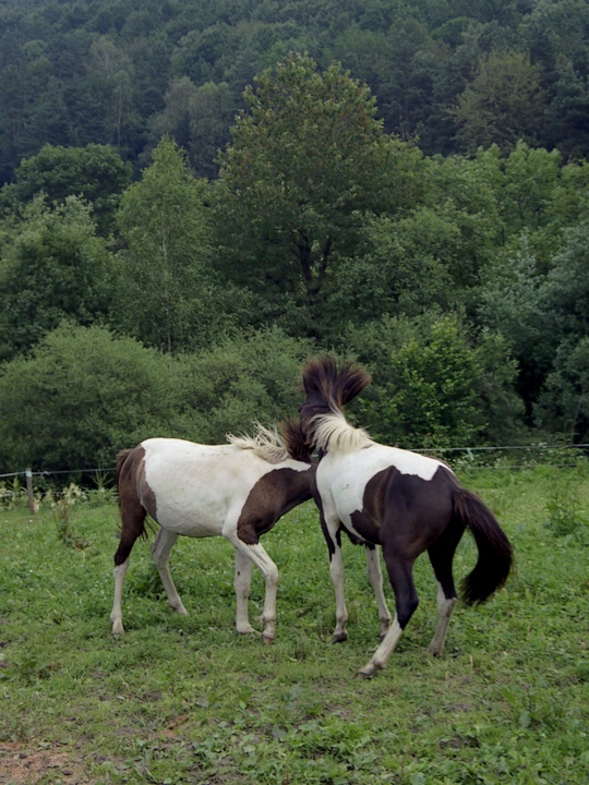 hucuły