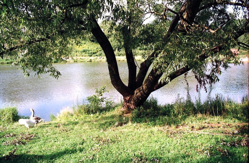 drzewko