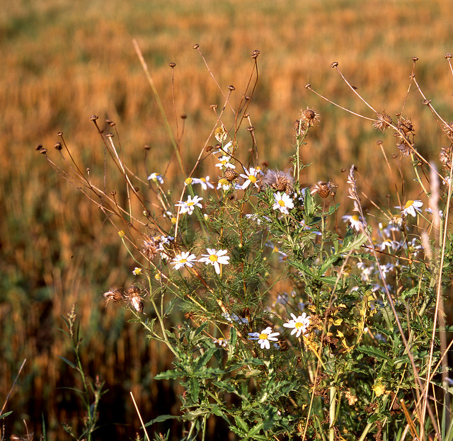 Rumianek (chyba )