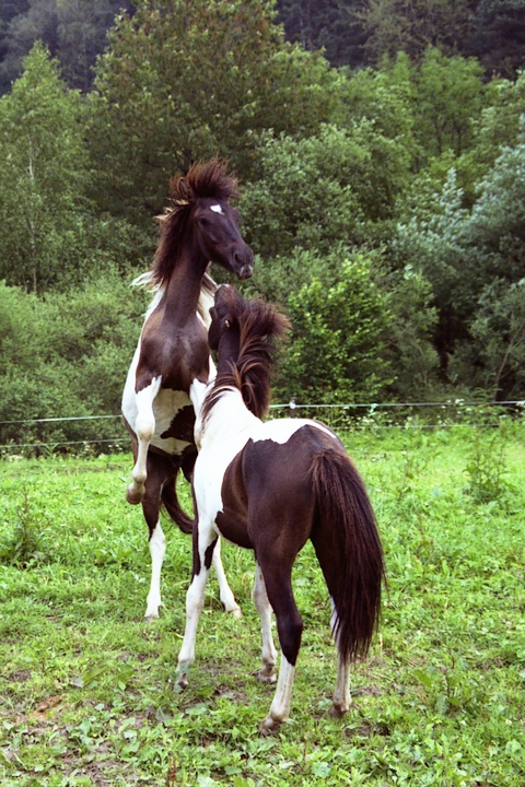 hucuły