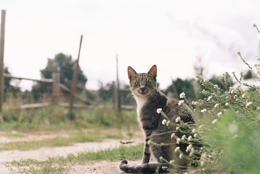 miau...