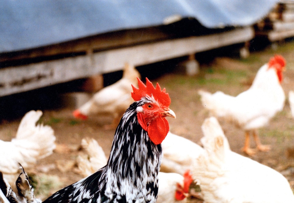 Kogucik