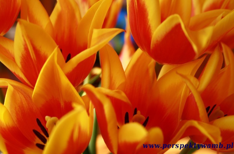 Inaczej o tulipanach