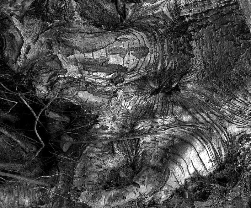 zarzuciła swe macki