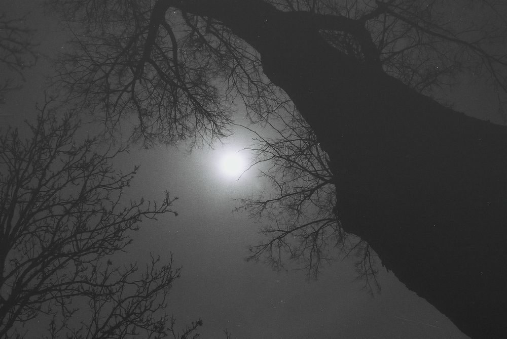 Tree.